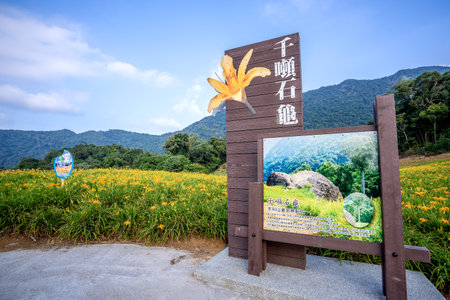 Hualian, Taiwan August 13, 2018:the daylily hillside landmark at chih-ke Mountain(chi ke shan), Hualian East Rift Valley of Taiwanのeditorial素材