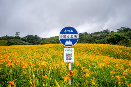 Hualian, Taiwan August 13, 2018:the daylily hillside landmark at chih-ke Mountain(chi ke shan), Hualian East Rift Valley of Taiwanのeditorial素材