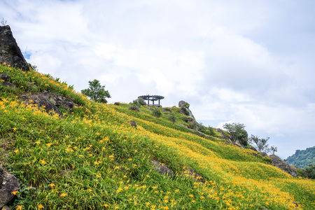 The Orange daylily(Tawny daylily) flower farm at Sixty Rock Mountain(Liushidanmountain) with blue sky and cloud, Fuli, Hualien, Taiwanの写真素材