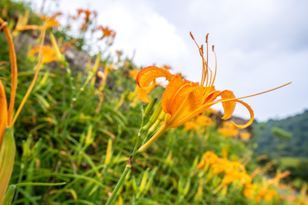 The Orange daylily(Tawny daylily) flower farm at Sixty Rock Mountain(Liushidanmountain) with blue sky and cloud, Fuli, Hualien, Taiwanの写真素材