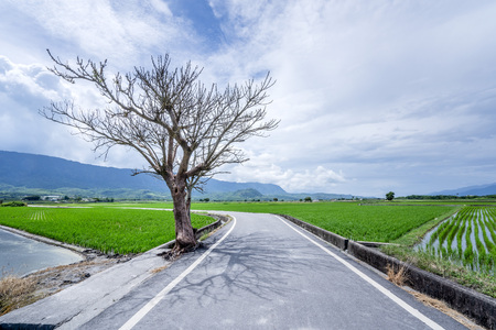 Jolin Tsai tree at Brown Avenue with beautiful paddy field, Chishang, Taitung, Taiwan.の写真素材