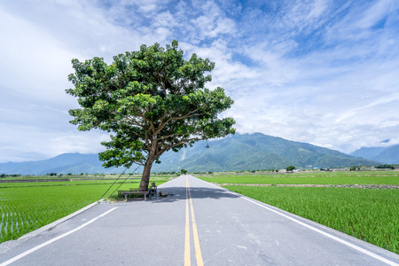 Takeshi Kaneshiro tree at Brown Avenue with beautiful paddy field, Chishang, Taitung, Taiwan.の写真素材