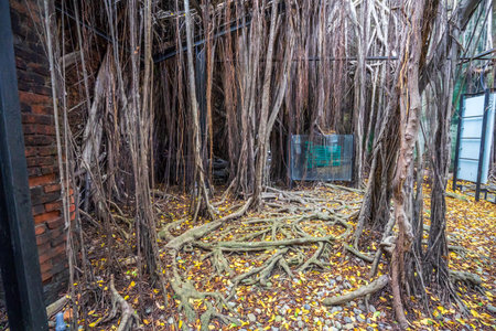 Tainan Anping, Taiwan - September 20, 2018: Anping Tree House at Anping District, Taiwan on September 20, 2018. This old warehouse is covered by branched of ancient Banyan Tree which is respected as sacred tree.のeditorial素材