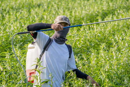 A young man farmer master is spraying pesticides (farm chemicals) on his own sesame field to prevent pests and plant diseases in the morning, close up, Xigang, Tainan, Taiwanの写真素材
