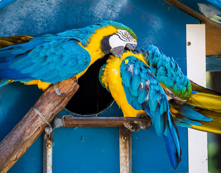 blue-and-yellow macaw playing in the zoo