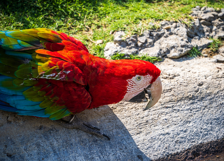 red-and-green  macaw playing in the zoo