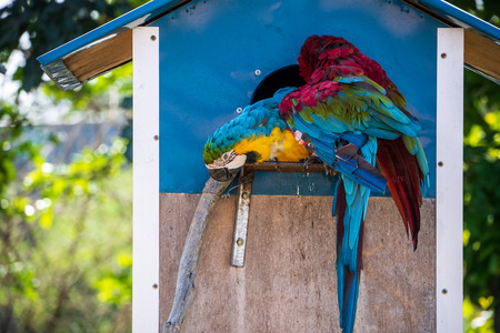 blue-and-yellow macaw playing in the zooの写真素材