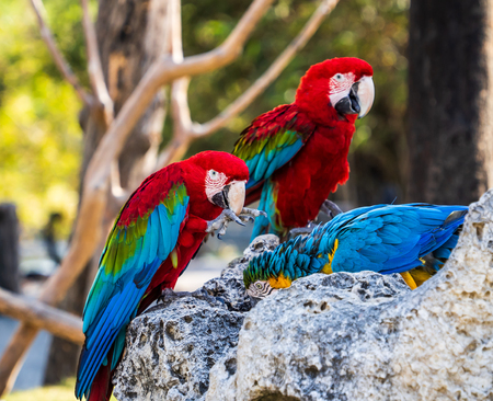 red-and-green macaws and blue-and-yellow macaw playing in the zoo