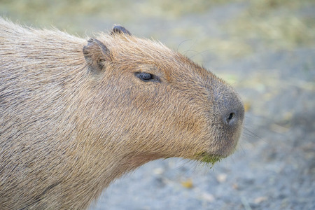 Cute Capybara (biggest mouse)    in the zooの写真素材
