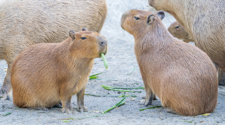 Cute Capybara (biggest mouse) eating and sleepy rest in the zooの写真素材