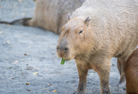 Cute Capybara (biggest mouse) eating and sleepy rest in the zooの写真素材