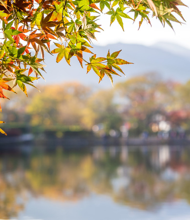 Beautiful  maple leaves in autumn sunny day, blue sky, close up, copy space, macroの写真素材