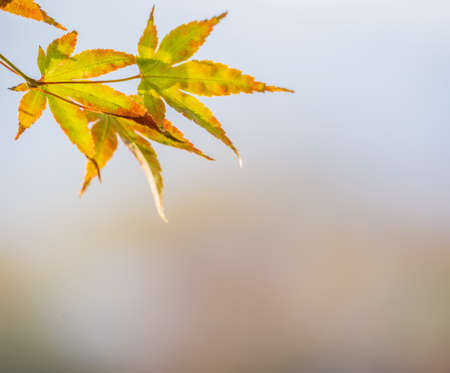 Beautiful red maple leaves in autumn sunny day, blue sky, close up, copy space, macroの写真素材