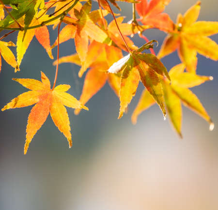 Beautiful red maple leaves in autumn sunny day, blue sky, close up, copy space, macroの写真素材