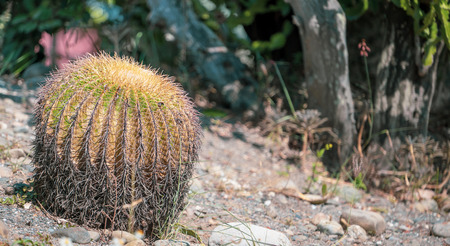 Golden Barrel Cactus(Echinocactus grusonii) in a dryland garden background, close upの写真素材