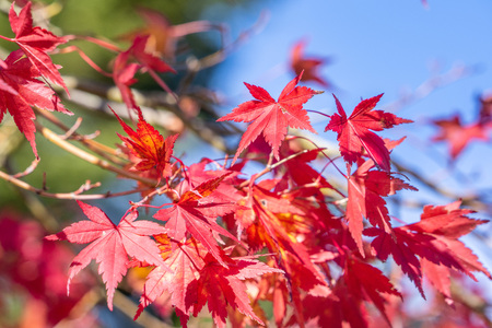 Beautiful red maple leaves in autumnの写真素材