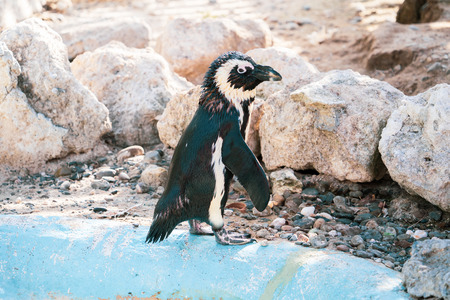 African penguin standing on the rock after swimming. African penguin (Spheniscus demersus) also...