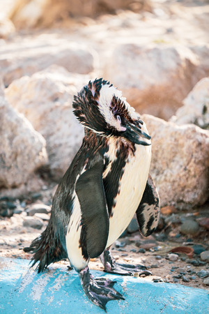 African penguin standing on the rock after swimming. African penguin (Spheniscus demersus) also known as the jackass penguin and black-footed penguin.の写真素材