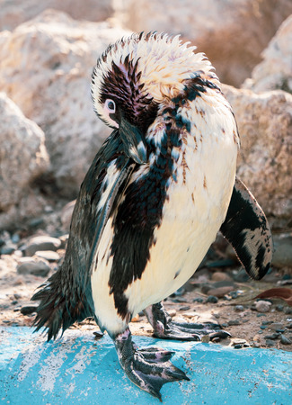 African penguin standing on the rock after swimming. African penguin (Spheniscus demersus) also known as the jackass penguin and black-footed penguin.の写真素材