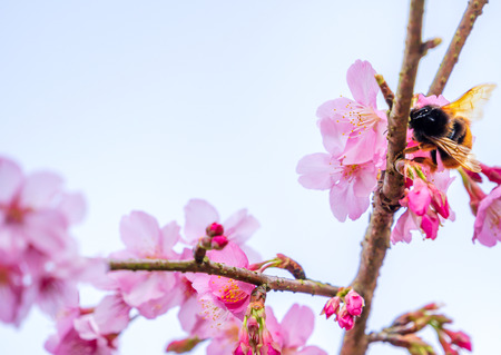Beautiful cherry blossoms sakura tree bloom in spring over blue sky, copy space, close up.