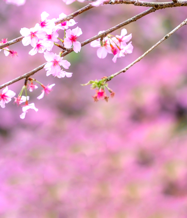 Beautiful cherry blossoms sakura tree bloom in spring over the garden, copy space, close up.の写真素材