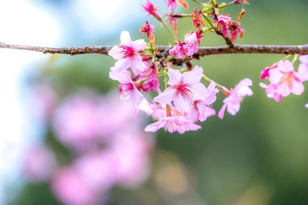 Beautiful cherry blossoms sakura tree bloom in spring over the garden, copy space, close up.