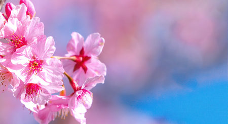 Beautiful cherry blossoms sakura tree bloom in spring over the blue sky, copy space, close up.の写真素材