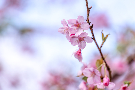 Beautiful cherry blossoms sakura tree bloom in spring over the blue sky, copy space, close up.の写真素材