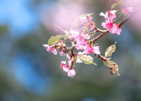 Beautiful cherry blossoms sakura tree bloom in spring over the blue sky, copy space, close up.の写真素材