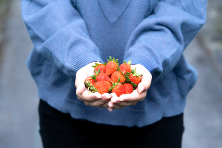 A young woman in blue sweater is picking up and holding fresh seasonal strawberries in the hands isolated on the garden, concept of organic farming, close up, copy space, macro.の写真素材