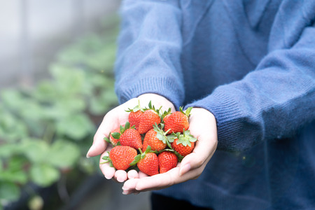 A young woman in blue sweater is picking up and holding fresh seasonal strawberries in the hands isolated on the garden, concept of organic farming, close up, copy space, macro.の写真素材
