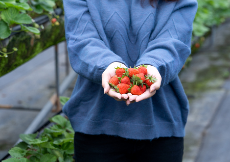 A young woman in blue sweater is picking up and holding fresh seasonal strawberries in the hands isolated on the garden, concept of organic farming, close up, copy space, macro.の写真素材