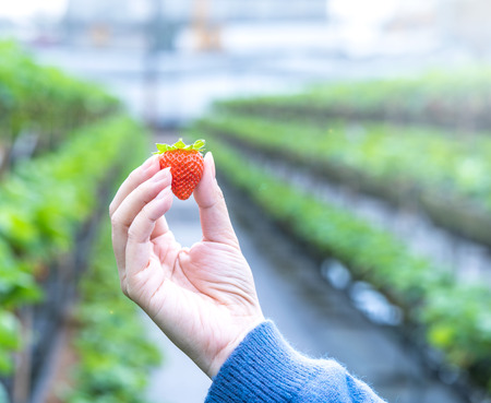 A young woman in blue sweater is collecting up and holding fresh seasonal strawberries in the hands isolated on the garden, concept of organic farming, close up, copy space, macro.の写真素材