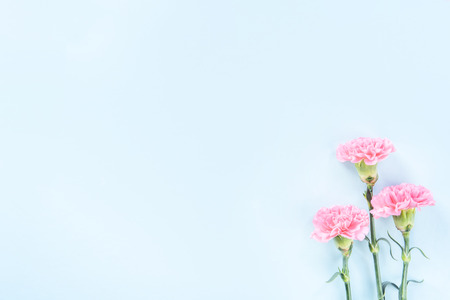 Beautiful blooming pink carnations isolated on bright light blue background, copy space, flat lay, top view, mock up, may mothers day idea concept photographyの写真素材