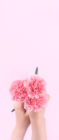 Woman giving bunch of elegance blooming baby pink color tender carnations isolated on bright pink background, mothers day decor design concept, top view, close up, copy spaceの写真素材