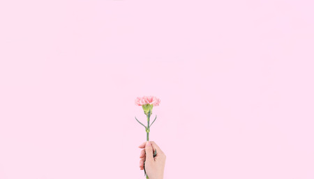 Woman giving a single elegance blooming baby pink color tender carnation isolated on bright pink...