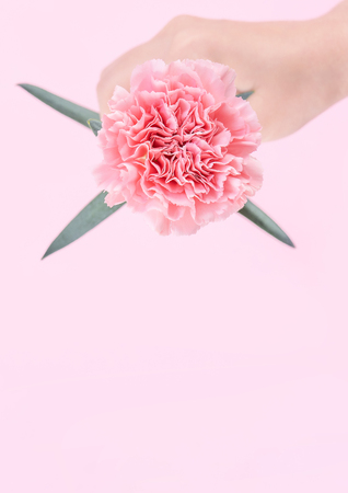 Woman giving a single elegance blooming baby pink color tender carnation isolated on bright pink background, greeting and decor design concept, top view, close up, copy spaceの写真素材