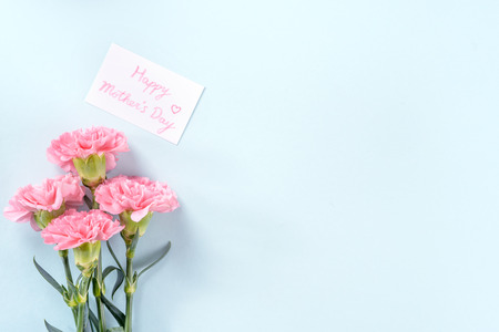 Beautiful fresh blooming baby pink color tender carnations isolated on bright blue background, mothers day thanks design concept,top view,flat lay,copy space,close up,mock upの写真素材