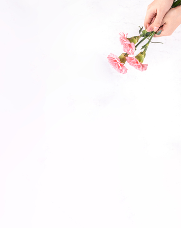 Woman giving bunch of elegance blooming baby pink color tender carnations isolated on bright marble background, mothers day decor design concept, top view, close up, copy spaceの写真素材