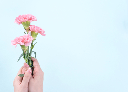 Woman giving bunch of elegance blooming baby pink color tender carnations isolated on pale blue background, mothers day decor design concept, top view, close up, copy spaceの写真素材