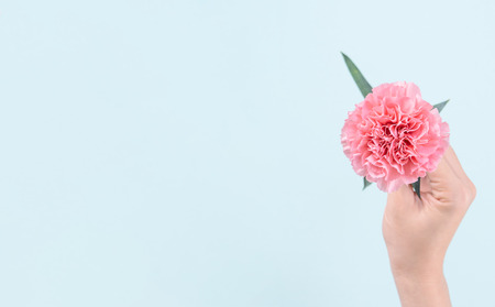 Woman giving bunch of elegance blooming baby pink color tender carnations isolated on pale blue...