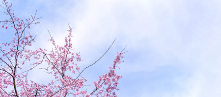 Beautiful cherry blossoms sakura tree bloom in spring in the castle park, copy space, close up,...