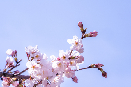 Beautiful yoshino cherry blossoms sakura (Prunus yedoensis) tree bloom in spring in the castle park, copy space, close up, macro.の写真素材