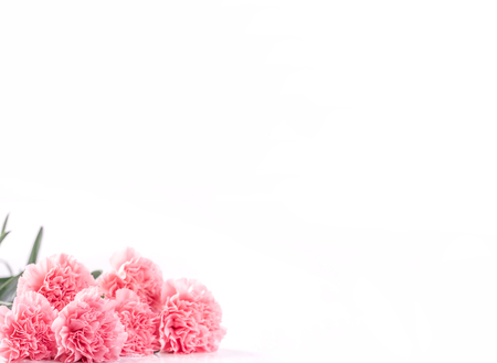 Mothers day concept design. Beautiful fresh blooming baby pink color carnations isolated on bright white background.の写真素材