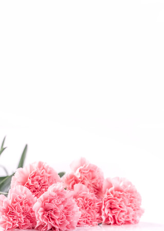 Mothers day concept design. Beautiful fresh blooming baby pink color carnations isolated on bright white background.の写真素材