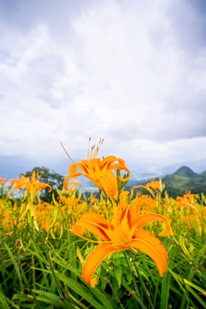 Beautiful orange daylily flower farm on Sixty Rock Mountain (Liushidan mountain) with blue sky and cloud, Fuli, Hualien, Taiwan, close up, copy spaceの写真素材