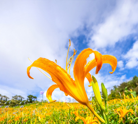 Beautiful orange daylily flower farm on Sixty Rock Mountain (Liushidan mountain) with blue sky and cloud, Fuli, Hualien, Taiwan, close up, copy spaceの写真素材