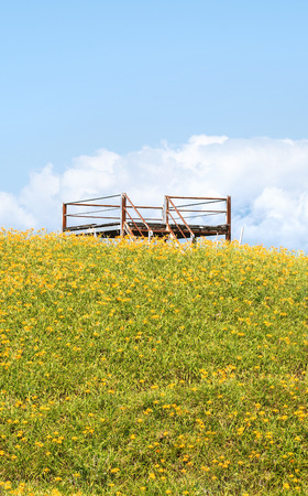 Beautiful orange daylily flower farm on Sixty Rock Mountain (Liushidan mountain) with blue sky and cloud, Fuli, Hualien, Taiwan, close up, copy spaceの写真素材