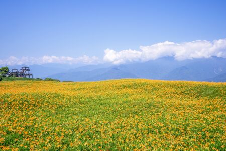 Beautiful orange daylily flower farm on Liushidan mountain (Sixty Rock Mountain) with blue sky and cloud in Taiwan Hualien Fuli.の写真素材