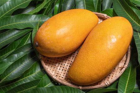Fresh juicy mangoes on bamboo sieve over green leaves background. Tropical summer harvest concept.の写真素材